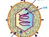 2 демонстрирует относительные размеры и строение этих вирусов.