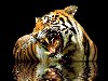 Тигр в воде.