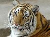 Тигр откусил палец гостю крымского сафари-парка