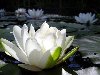 Водяная лилия - очаровательная и нежная белая кувшинка - не что иное, ...