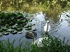 Водяные лилии и лебеди на озере в Краснокутском дендропарке: Водяные лилии и ...