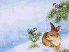 Скачать обои животные, заяц зимой, Jane Maday 1152x864