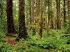 Русский зеленый лес » обои 1600x1200 на рабочий стол