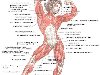 Это конечно не все мышцы человека а только основные, но этой информации ...