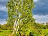 Береза - любимое дерево нашего народа, олицетворяющее русскую душу, ...