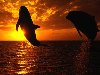 Красивые дельфины обои, фото Красивые дельфины на закате картинки