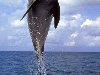 Кроме того, дельфины являются животными с высокой социальной коммуникацией.