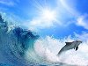 Красивые фото дельфинов