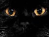 Глаза кошек и котов – это один из основных органов их чувств, ...