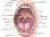 Губы, labia oris, представляют волокна круговой мышцы рта, покрытые снаружи ...