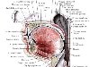 Рот человека | Анатомия Рта, строение, функции, картинки на EUROLAB