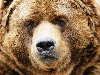 Бурый медведь - Животные - Обои для рабочего стола - Загрузка изображения