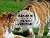 Фото амурский тигр, любовь зверей, забавные животные, самка и самец