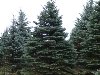 Ель голубая (Picea pungens Engelm)