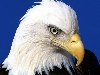 Голова орла, белоголовый орлан, птицы 1280х1024