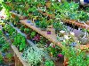 Выращивание комнатных растений