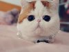 Экзоты - самые милые коты © u0026middot; Виктория Волкова