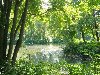 Летняя природа - река и зеленые деревья - красиво