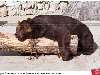 Бурый медведь спит на бревне в Московском зоопарке