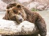 Бурый медведь спит, обняв дерево. Что касается шкуры, то мех у неё длинный и ...