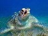 Отличные подводные фотографии морских черепах.