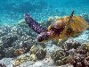 Морские черепахи картинки