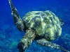 Большая популяция морских черепах очень крупных размеров прибыла к берегам ...