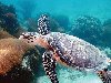 Морские Черепахи Фотография морской черепахи среди кораллов