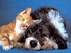 Скачать оригинал: Кошка с собакой - 1366x768. вырезать нужный размер