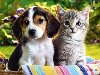 Милые собачки и кошки! в сообществе обновилась фотография