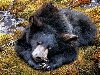 Скачать обои животные, спящий медведь, Carl Brenders 1280x1024