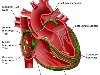 Виртуальное сердце дает новое представление о пороке человеческого сердца