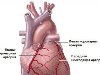 Человеческое сердце – это уникальный орган, размером со сжатый кулак и весом ...