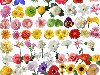 Flowers - Цветы (Клипарт в формате Photoshop)