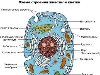 Специфические функции в клетке распределены между органоидами, ...