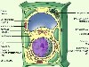 Предыдущий слайд, Растительная клетка Животная клетка.