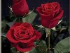 красивые красные розы,открытка с кодом