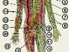 Лимфатическая система человека: 1 — лимфатические сосуды лица; ...