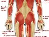 Мышцы задней поверхности тела человека. Общий вид. жевательная мышца;