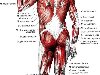 Мышцы тела человека; вид сзади. Рис. 288. Мышцы тела человека; вид сзади.