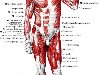 Мышцы тела человека; вид спереди.