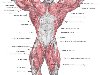 Мышцы верхней части тела – вид спереди. (Кликните для увеличения изображения ...