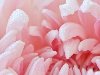 Нежные розовые лепестки хризантемы. shenghunglin