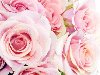 Фото Нежные розовые розы в каплях воды