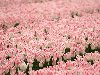 Цветочные поля, нежные розовые тюльпаны