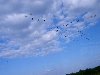 [Перелетные птицы] --- осенью над Израилем часто летят перелетные птицы