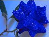 Японцы вырастили синие розы