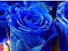 Синие розы. http://www.neizvestniy-geniy.ru/images/works/