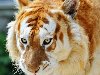 Белые участки шерсти по размеру больше, чем у тигров других подвидов.