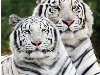Однако для большинства мнение зоологов безразлично - белые тигры уже ...